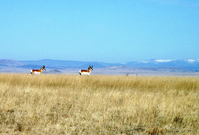/i/Piedra Canyon/Main_Photo_-_Pronghorn.JPG